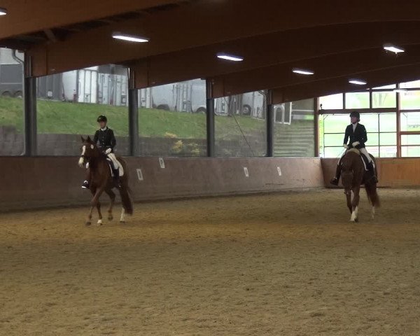 Reitturnier Leichlingen-Witzhelden 2017