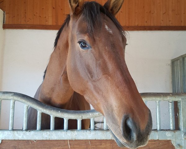 broodmare Verquella (Holsteiner, 2014, from Verdi)