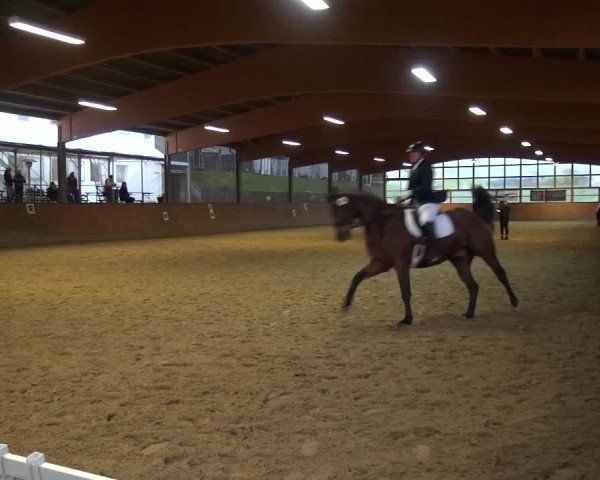 Reitturnier Leichlingen-Witzhelden 2017