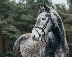 dressage horse Rudolphital's Acado (German Sport Horse, 2012, from Askari)