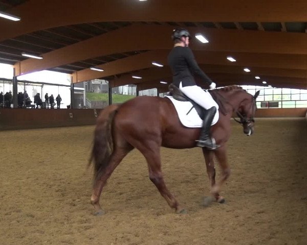 Reitturnier Leichlingen-Witzhelden 2017