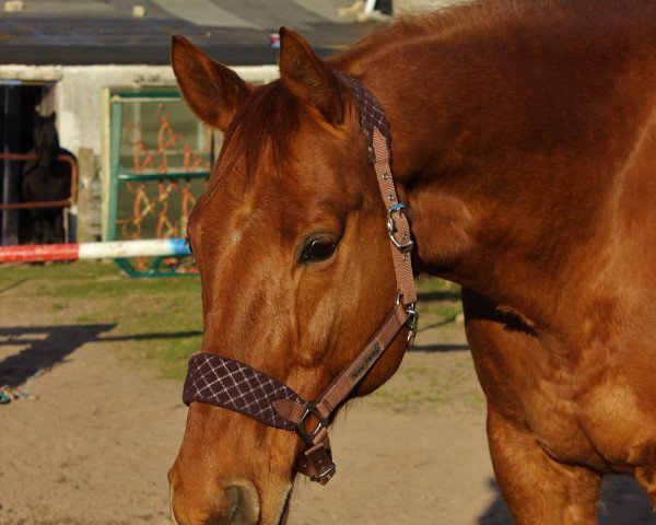 horse WestWind (Hanoverian, 1999, from Westbury)
