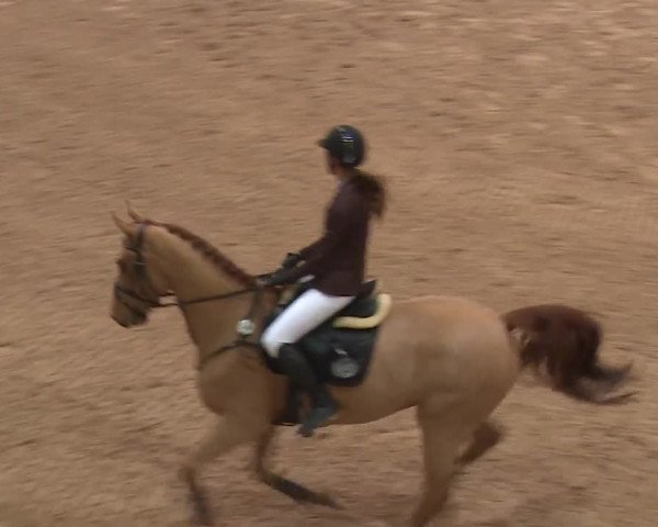 FEI Reitturnier Kreuth (GER) 2017