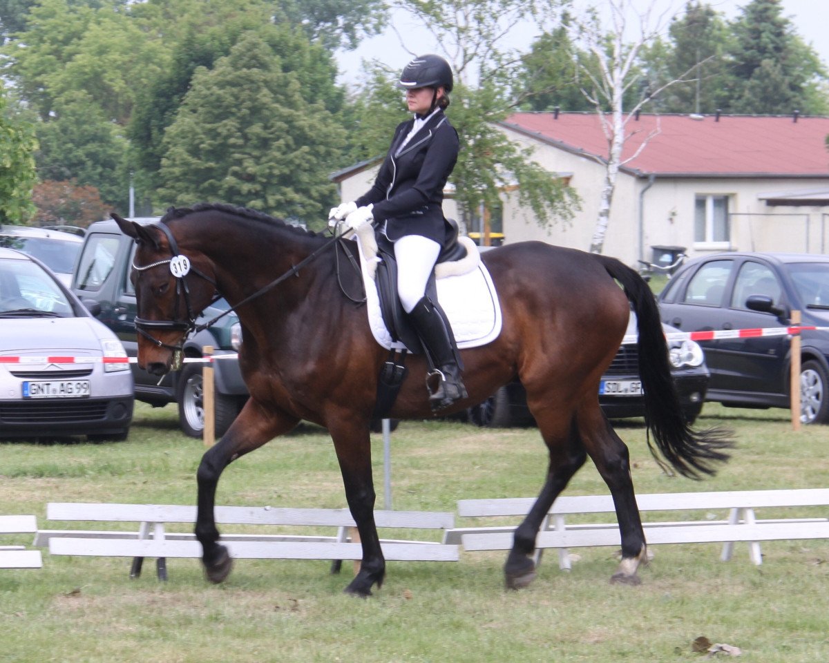 dressage horse Dancing Doctor (Westphalian, 2008, from Dancing Dynamite)