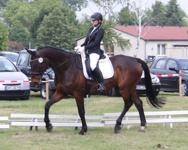 Dressurpferd Dancing Doctor (Westfale, 2008, von Dancing Dynamite)
