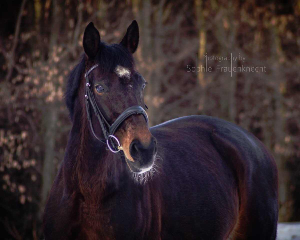 broodmare Laetitia 76 (Bavarian, 2004, from Rivero III)