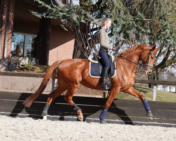 dressage horse Lisbeth 23 (Hanoverian, 2013, from Londontime)