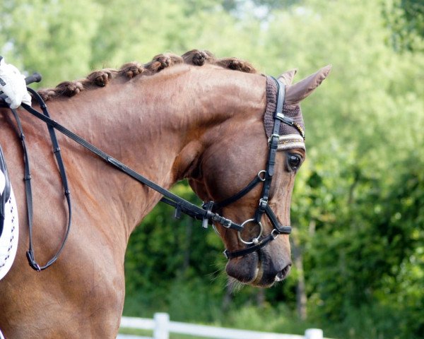 dressage horse Westwind B (Trakehner, 2012, from Phlox)