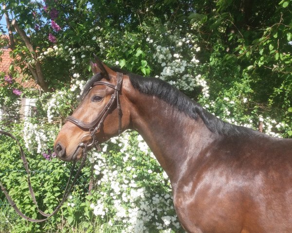 dressage horse Fürstendiamant H (Hanoverian, 2015, from Fürstenball)