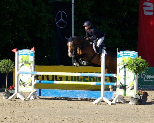 dressage horse Penelope 318 (Westphalian, 2003, from Potsdam)