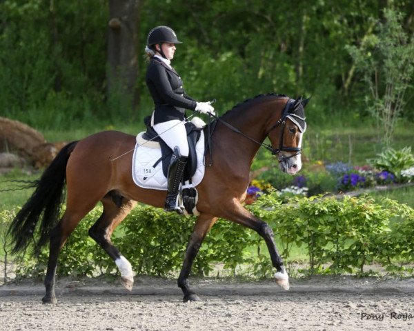 dressage horse Contador 55 (German Riding Pony, 2013, from Casino Royale K WE)