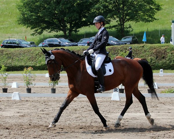 Dressurpferd Queen Bee 7 (Oldenburger, 2008, von Quattro B)