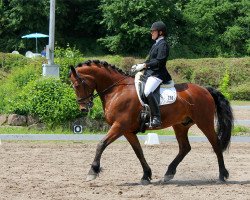 dressage horse Negro 88 (Freiberger, 2008, from Natural)