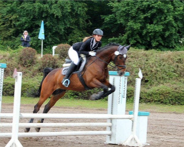 jumper Cadeau 55 (Polish Warmblood, 2008, from Barito)