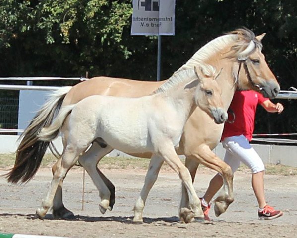 horse Goscha (Fjord Horse, 2018, from Golf Gudenå) horse Goscha (Fjord Horse, 2018, from Golf Gudenå)