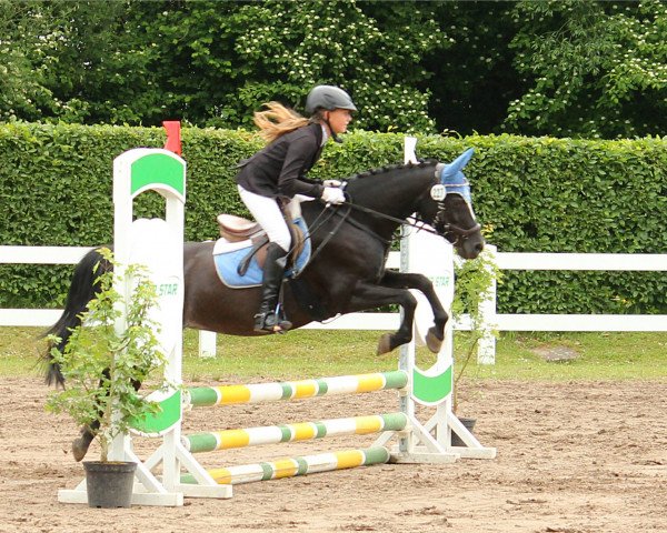 Dressurpferd Holsteins Sina (Deutsches Reitpony, 1995, von Rosedale Falcon)