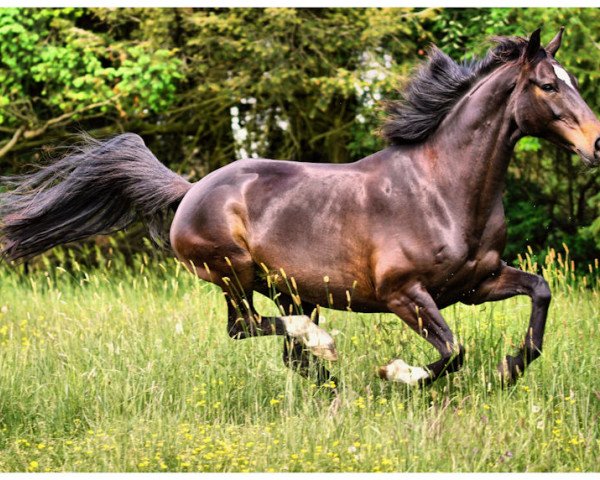 horse Bharani (Hanoverian, 2010, from Bonifatius)