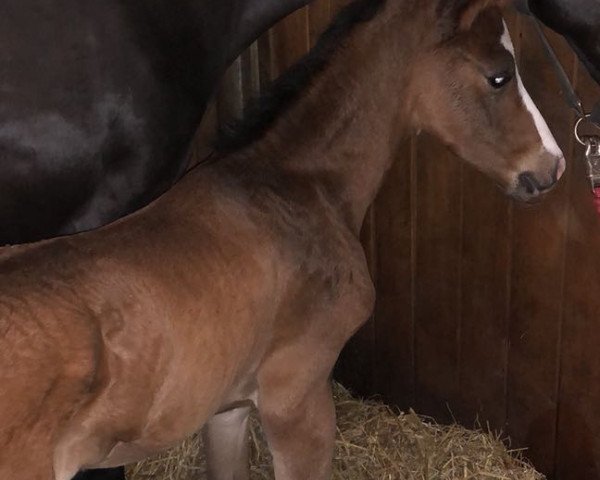 stallion Hengst von Zoom / Sandro Hit (Westphalian, 2018, from Zoom)
