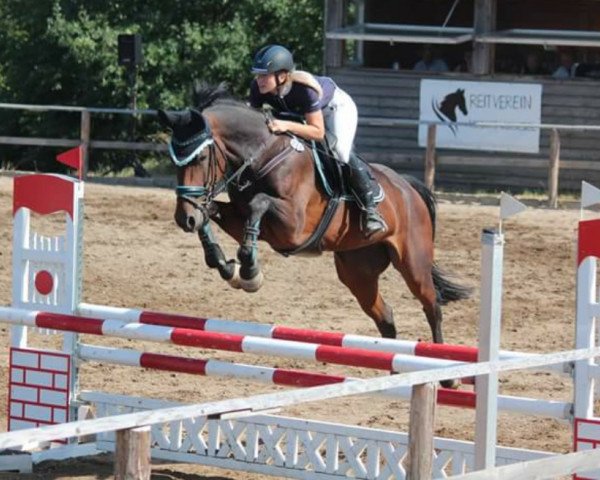 Springpferd Azara 6 (Deutsches Sportpferd, 2012, von Cezaro)