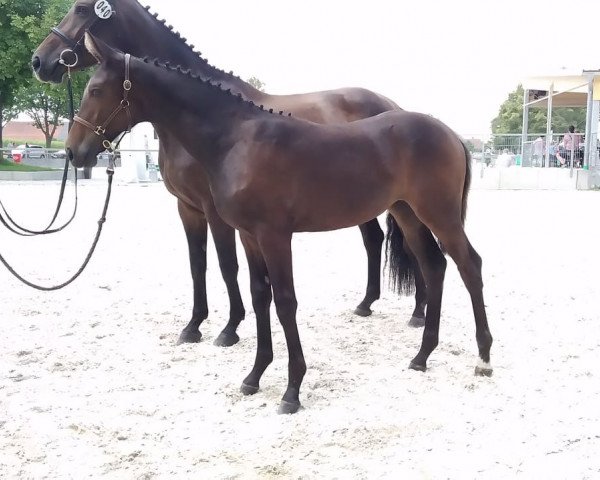 Broodmare La Luna SL (German Sport Horse, 2018, from Con-Cor)