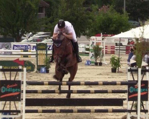 jumper Numeri (Oldenburg show jumper, 2012, from Numero Uno)