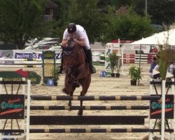 jumper Numeri (Oldenburg show jumper, 2012, from Numero Uno)