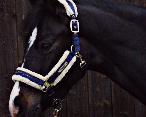 jumper Ciao Bella RS (Hanoverian, 2011, from Chalet)