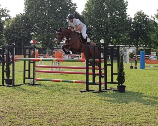 jumper Cohiba 27 (Westphalian, 2010, from Carell)