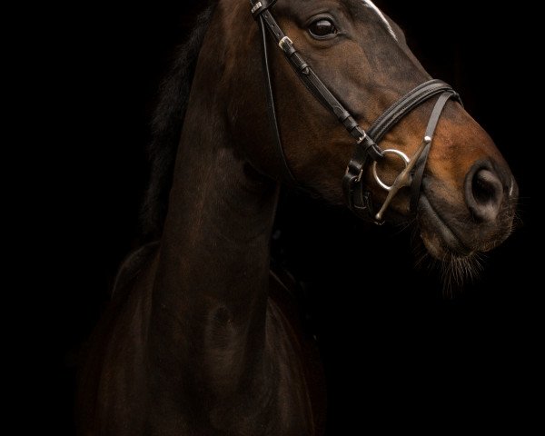 Zuchtstute Querida's Abby (Hannoveraner, 2013, von Quasar de Charry)
