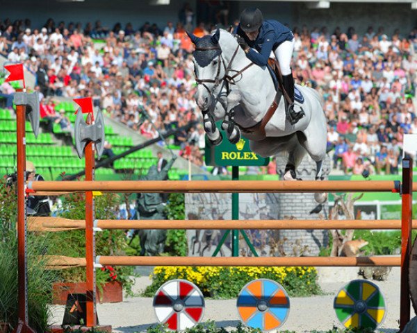 Zuchtstute Camille Z (Zangersheide Reitpferd, 2003, von Cumano)