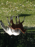 jumper Balourini (Hanoverian, 2018, from Balou du Rouet)