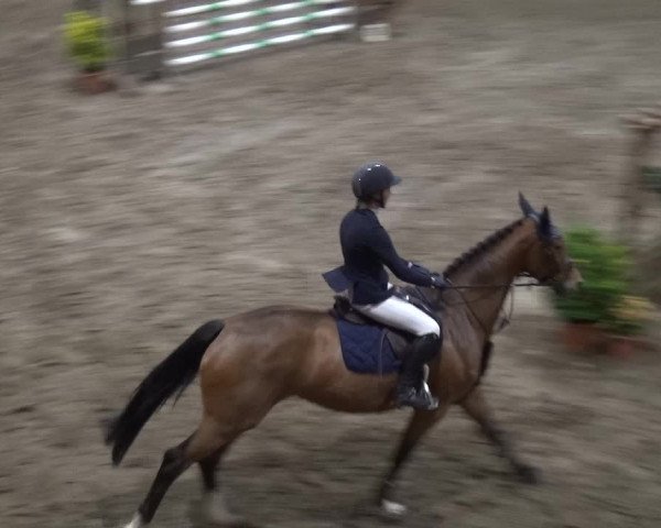 Reitturnier Stall Friedrichshulde, Sylva Kuhrt 2017
