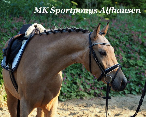 Dressurpferd Caramel de Luxe (Deutsches Reitpony, 2013, von Classic Dancer III)