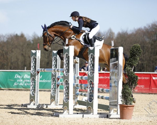 jumper Quitus 4 (Oldenburg, 2009, from Quidam de Revel)