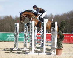 jumper Quitus 4 (Oldenburg, 2009, from Quidam de Revel)