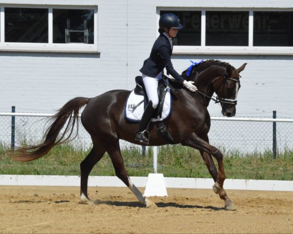 broodmare Samantha Fox 4 (Oldenburg, 2010, from Sir Donnerhall I)