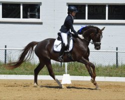 broodmare Samantha Fox 4 (Oldenburg, 2010, from Sir Donnerhall I)