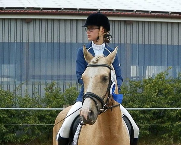 horse Ricardero Ver Gold AS (German Riding Pony, 2010, from Rheingold)