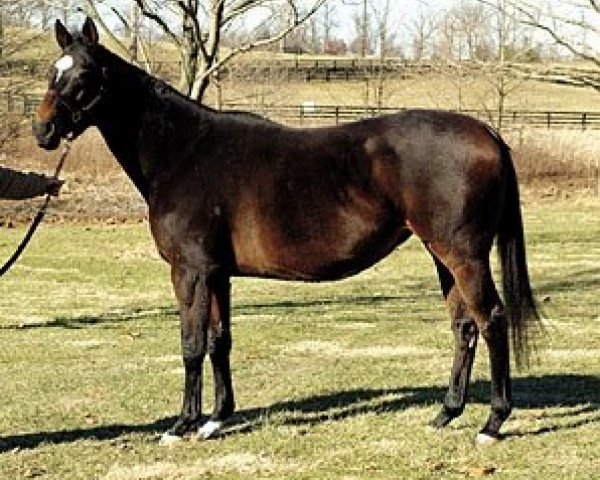broodmare Toussaud xx (Thoroughbred, 1989, from El Gran Senor xx)