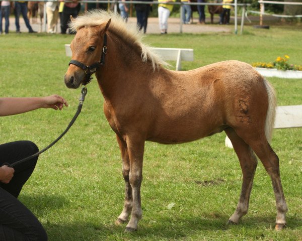stallion Barnaby MK (German Classic Pony, 2016, from Blastou v.Clus)