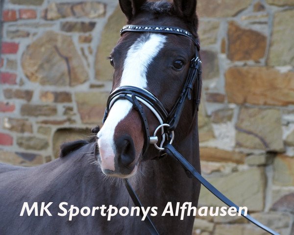 horse La Chica de Leon CC (German Riding Pony, 2013, from Champion de Leon J)