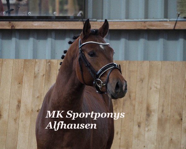 horse Charlie Brown (German Riding Pony, 2014, from Champion Indeed)