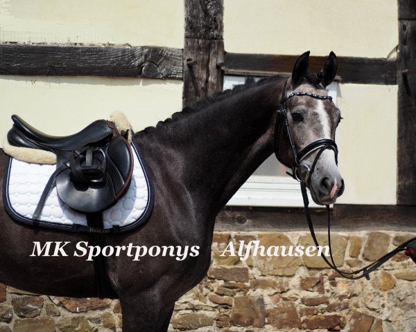 horse Non Stop 49 (German Riding Pony, 2013, from Nutrix)
