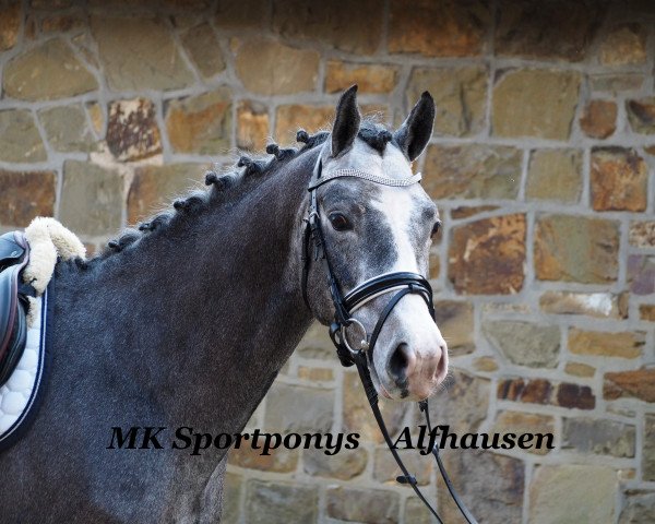 dressage horse Big Ben 143 (German Riding Pony, 2012, from Black Horse 2)