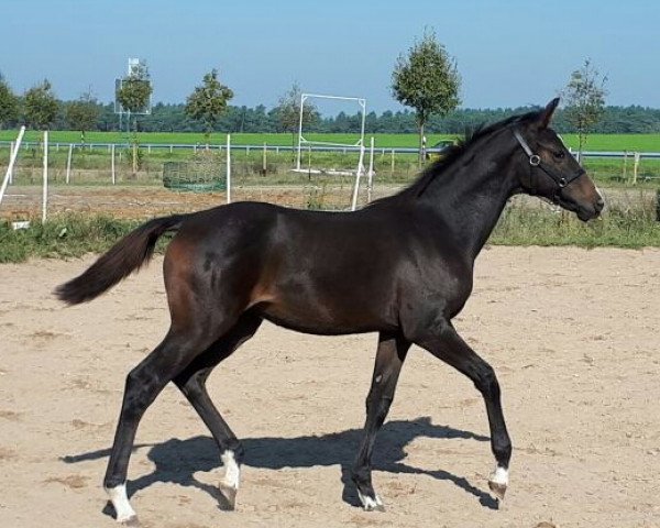 horse Delilah (German Sport Horse, 2017, from DeLorean)