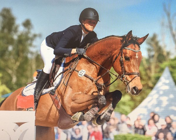 broodmare Sissy 443 (KWPN (Royal Dutch Sporthorse), 2007, from Stalypso)