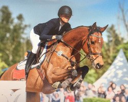 broodmare Sissy 443 (KWPN (Royal Dutch Sporthorse), 2007, from Stalypso)