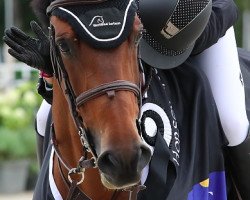 jumper Diamant Wp Z (Belgian Warmblood, 2011, from Diamant de Semilly)