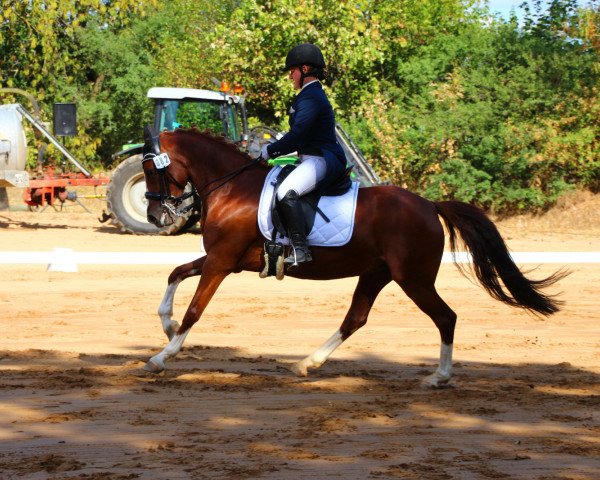 Zuchtstute To the Top (Deutsches Reitpony, 2010, von Top Champy) Zuchtstute To the Top (Deutsches Reitpony, 2010, von Top Champy)