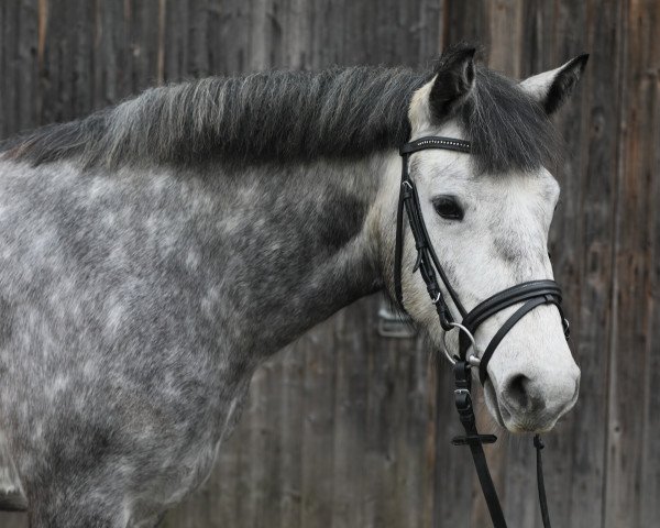 horse Variante (Connemara Pony, 2014, from Irish Boy of Hazelfield)